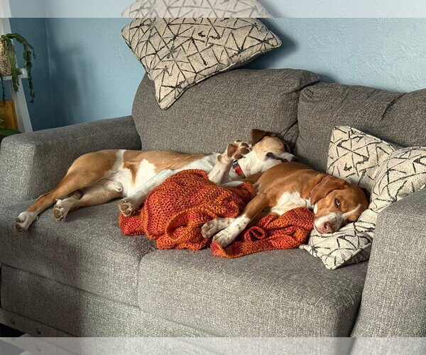 Medium Photo #5 American Pit Bull Terrier-Unknown Mix Puppy For Sale in Germantown, OH, USA