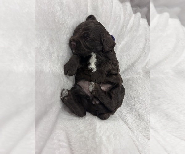 Medium Photo #5 Cockapoo (Miniature) Puppy For Sale in BLUE MOUNTAIN, MS, USA