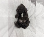 Small #4 Cockapoo (Miniature)