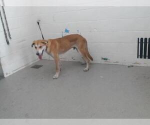 Labrador Retriever-Unknown Mix Dogs for adoption in San Bernardino, CA, USA