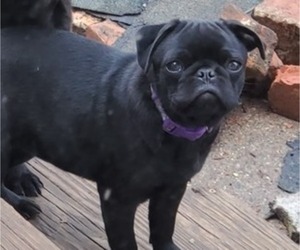 Mother of the Pug puppies born on 04/07/2025