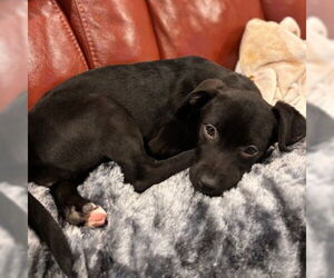 Mutt Dogs for adoption in Fargo, ND, USA