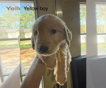 Litter of 6 - Male(s) and Female(s) Golden RetrieverLitter of Puppies for Sale - Photo #10