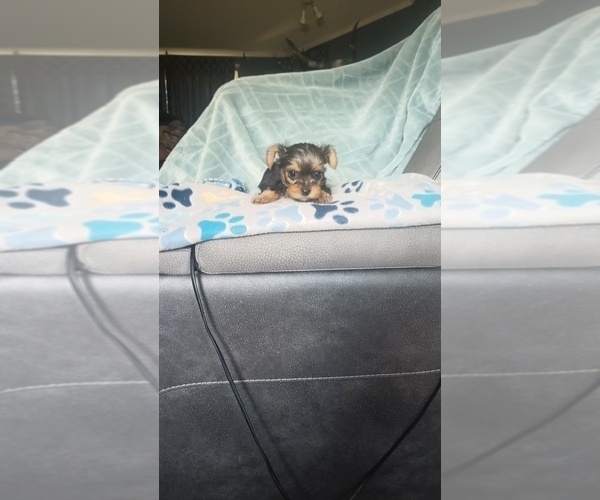 Medium Photo #5 Yorkshire Terrier Puppy For Sale in BENSON, NC, USA