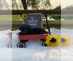 Small #4 Aussiedoodle Miniature 