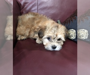 Havanese Puppy for sale in LIVONIA, MI, USA