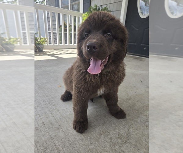 Medium Photo #4 Newfoundland Puppy For Sale in TILTON, IL, USA