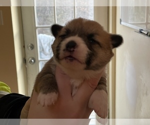 Pembroke Welsh Corgi Puppy for sale in CLEAR SPRING, MD, USA