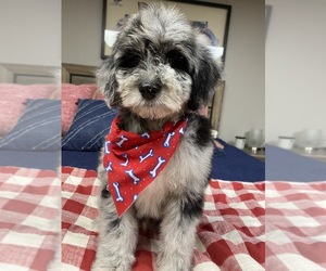 Aussiedoodle Miniature -Poodle (Miniature) Mix Puppy for sale in RICHMOND, IL, USA
