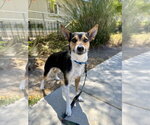 Small #2 Rat Terrier Mix