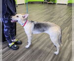 Small #1 German Shepherd Dog Mix