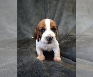 Basset Hound Puppy for sale in MOUNTAIN VIEW, AR, USA