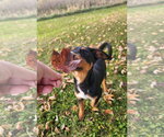Small Photo #3 Doberman Pinscher-Unknown Mix Puppy For Sale in Buffalo, MN, USA