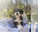 Small Photo #24 Australian Shepherd Puppy For Sale in FARMVILLE, VA, USA