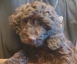 Puppy Mia Labradoodle