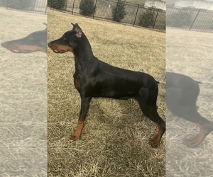 Medium Doberman Pinscher