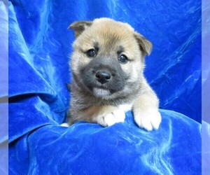 Shiba Inu Puppy for sale in NORWOOD, MO, USA