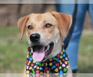 Labrador Retriever-Mountain Cur Mix Dogs for adoption in Cookeville, TN, USA