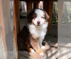 Miniature Australian Shepherd Puppy for Sale in ASPEN, Colorado USA