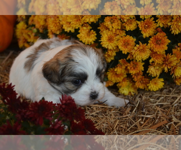 Medium Photo #8 Mal-Shi Puppy For Sale in GREENWOOD, WI, USA