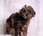 Small Photo #112 Poodle (Toy) Puppy For Sale in WARSAW, IN, USA