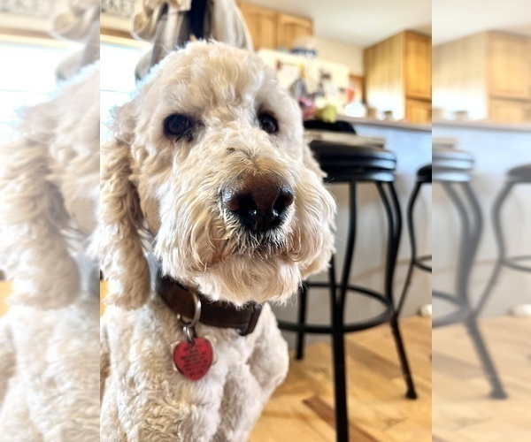 Medium Photo #1 Goldendoodle Puppy For Sale in BELLFLOWER, MO, USA