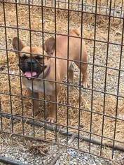 Father of the French Bulldog puppies born on 05/03/2017