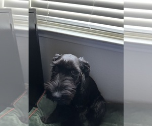 Schnauzer (Standard) Puppy for sale in CEDAR PARK, TX, USA