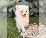 Image preview for Ad Listing. Nickname: Gideon