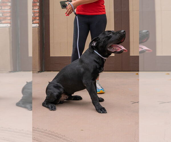 Medium Photo #14 Labrador Retriever-Unknown Mix Puppy For Sale in Lake Forest, CA, USA