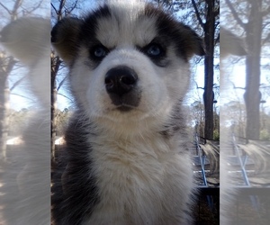 Siberian Husky Puppy for sale in FLORENCE, SC, USA