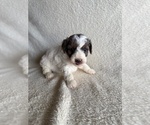 Small #3 Poodle (Miniature)