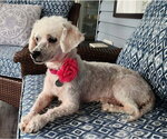 Small #1 Poochon