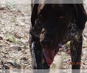 Father of the German Shorthaired Pointer puppies born on 07/20/2022