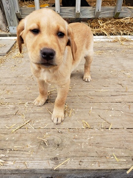 Medium Photo #4 Labrador Retriever Puppy For Sale in HARTVILLE, MO, USA