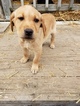 Small Photo #4 Labrador Retriever Puppy For Sale in HARTVILLE, MO, USA