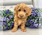 Puppy Emma Double Doodle