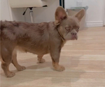 Small #4 French Bulldog