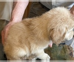 Small Photo #2 Golden Retriever Puppy For Sale in NEOSHO, MO, USA