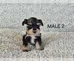 Puppy Puppy 2 Schnauzer (Miniature)