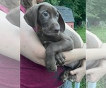 Small #9 Great Dane