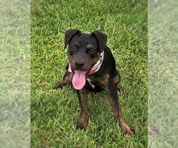 Medium Photo #1 Mutt Puppy For Sale in San Leon, TX, USA