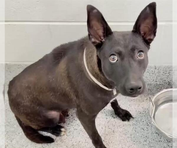 Medium Photo #2 German Shepherd Dog-Unknown Mix Puppy For Sale in Houston, TX, USA