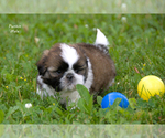Small #4 Shih Tzu