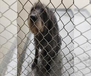 GIANT SCHNAUZER -Unknown Mix Dogs for adoption in Anchorage, AK, USA