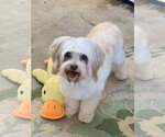Small Shih Tzu