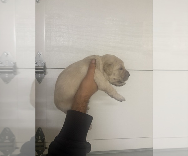 Medium Photo #1 English Cream Golden Retriever Puppy For Sale in RIVERSIDE, CA, USA