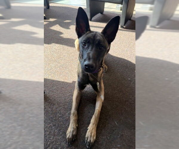 Medium Photo #1 Mutt Puppy For Sale in Stevens Point, WI, USA