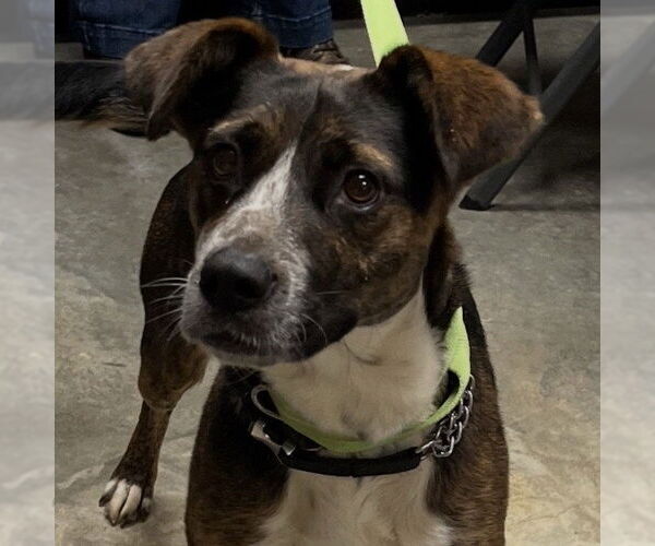 Medium Photo #2 Mountain Cur-Unknown Mix Puppy For Sale in Rockaway, NJ, USA