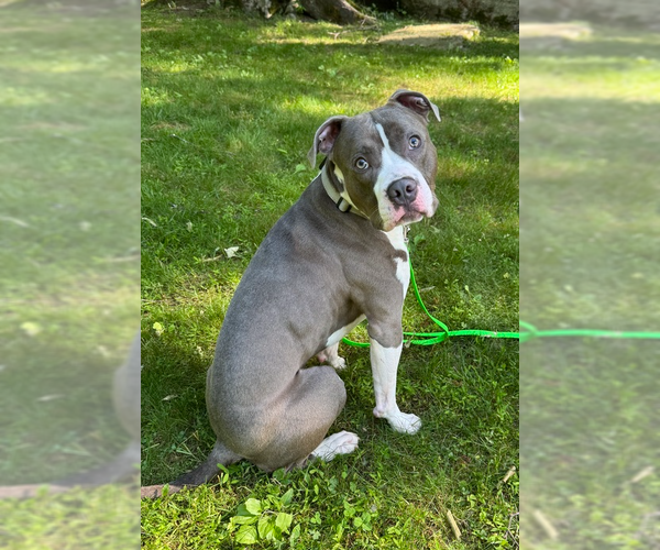 Medium Photo #17 Bullboxer Pit Puppy For Sale in Brewster, NY, USA